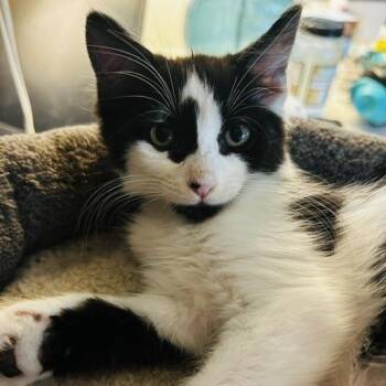 Clarabelle -  Domestic Medium Hair Cat for Adoption in Jupiter, Florida - Clarabelle | PetCurious