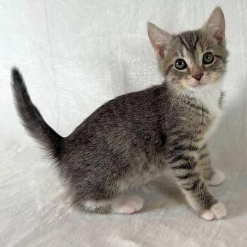 Domestic Short Hair Cats Available for Adoption in Johnson City, Tennessee - Ezra | PetCurious