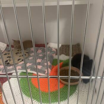 Better Made Chips -  Domestic Short Hair Cat for Adoption in Dearborn, Michigan - Better Made Chips | PetCurious