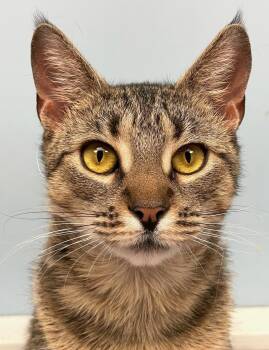 Rescue Domestic Short Hair Cats for Adoption in Norwalk, Connecticut - Symphony | PetCurious
