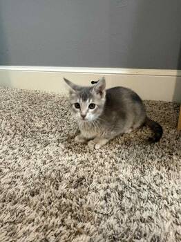 Rescue Domestic Short Hair Cats for Adoption in Tulsa, Oklahoma - Frankie | PetCurious