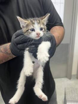 Domestic Short Hair Cats Available for Adoption in Pasadena, Texas - CUDDLES | PetCurious
