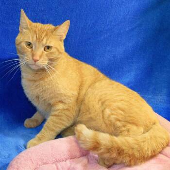 DJ -  Domestic Short Hair Cat for Adoption in Versailles, Kentucky - DJ | PetCurious