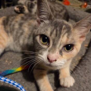 Sunflower -  Domestic Short Hair Cat for Adoption in Mount Laurel Township, New Jersey - Sunflower | PetCurious