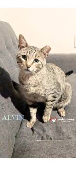 Alvin -  Domestic Short Hair Cat for Adoption in Council Bluffs, Iowa - Alvin | PetCurious