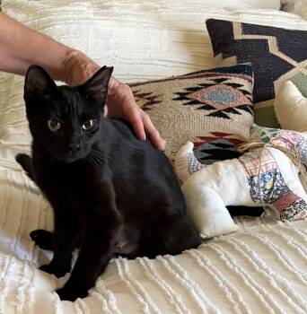 Brooke -  Domestic Short Hair Cat for Adoption in Nacogdoches, Texas - Brooke | PetCurious
