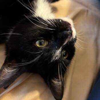 Domestic Short Hair Cats Available for Adoption in Charlotte, North Carolina - Moon | PetCurious
