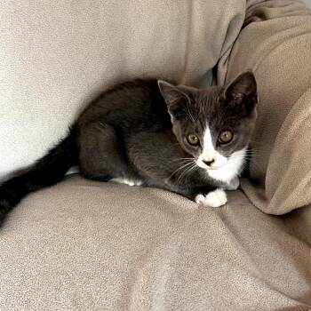 Pudge -  Domestic Short Hair Cat for Adoption in Brea, California - Pudge | PetCurious