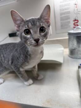 Domestic Short Hair Cats Available for Adoption in Baytown, Texas - FAY | PetCurious