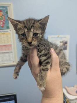 Crybaby -  Domestic Short Hair Cat for Adoption in Chamblee, Georgia - Crybaby | PetCurious