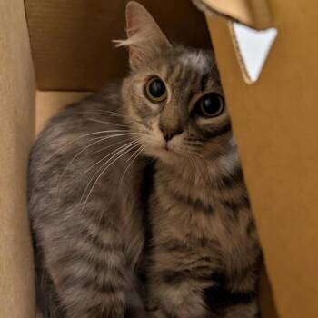 Estella -  Domestic Medium Hair Cat for Adoption in Baltimore, Maryland - Estella | PetCurious