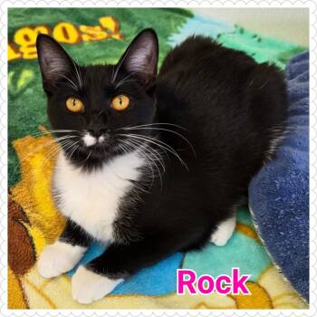 Rescue Domestic Short Hair Cats for Adoption in North Saint Paul, Minnesota - Rock | PetCurious