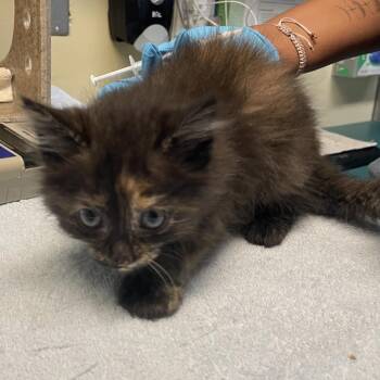 Caramel -  Domestic Medium Hair Cat for Adoption in Pasadena, California - Caramel | PetCurious