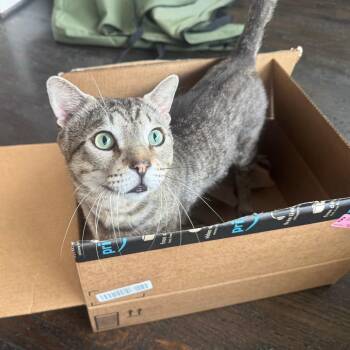 Gravy -  Domestic Short Hair Cat for Adoption in Houston, Texas - Gravy | PetCurious