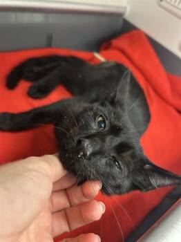 INKY -  Domestic Short Hair Cat for Adoption in Doral, Florida - INKY | PetCurious