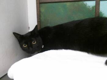 CORNELIO -  Domestic Short Hair Cat for Adoption in Houston, Texas - CORNELIO | PetCurious
