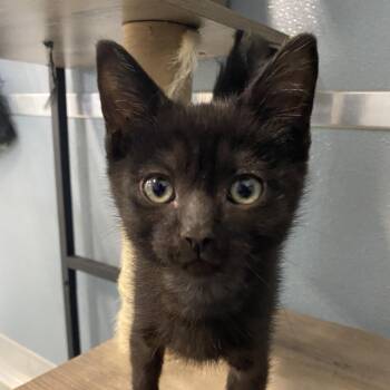 Plankton -  Siamese Cat for Adoption in Sheridan, Wyoming - Plankton | PetCurious