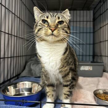 Boudica -  Tabby Cat for Adoption in Maple Ridge, British Columbia - Boudica | PetCurious