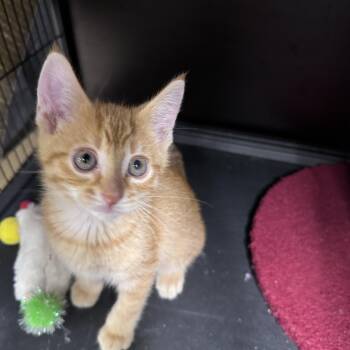 Ray -  Domestic Short Hair Cat for Adoption in Midland, Michigan - Ray | PetCurious