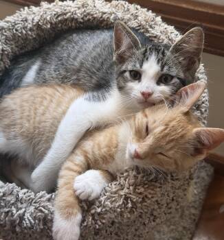 Doug -  Domestic Short Hair Cat for Adoption in Williamsville, New York - Doug | PetCurious