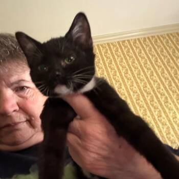 Yuri -  Domestic Short Hair Cat for Adoption in Hagerstown, Maryland - Yuri | PetCurious