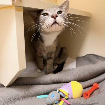 Little Debbie -  Domestic Short Hair Cat for Adoption in Myerstown, Pennsylvania - Little Debbie | PetCurious