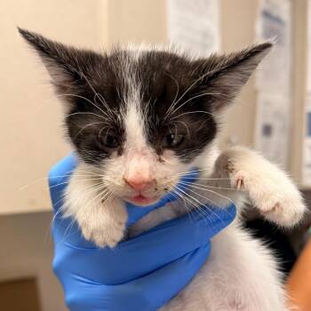 Domestic Short Hair Cats Available for Adoption in San Antonio, Texas - New Jer | PetCurious
