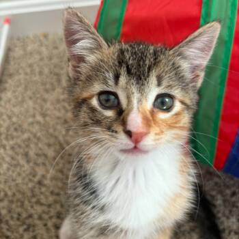 Missie -  Domestic Short Hair Cat for Adoption in Reisterstown, Maryland - Missie | PetCurious