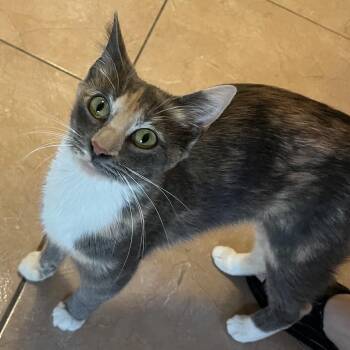 Domestic Short Hair Cats Available for Adoption in Tucson, Arizona - Sketch | PetCurious