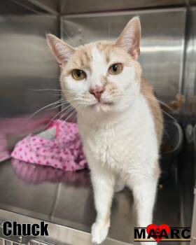 Domestic Short Hair Cats Available for Adoption in Maryville, Tennessee - Chuck | PetCurious