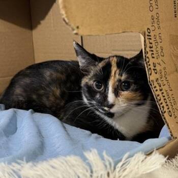 Sleepy -  Domestic Short Hair Cat for Adoption in Richmond, Virginia - Sleepy | PetCurious