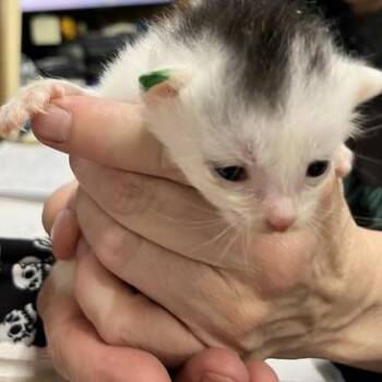 Bobbidi -  Domestic Short Hair Cat for Adoption in Marble, North Carolina - Bobbidi | PetCurious