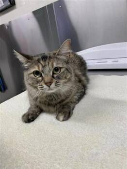 KATNISS -  Domestic Medium Hair Cat Available for Adoption in Fairbanks, Alaska - KATNISS | PetCurious