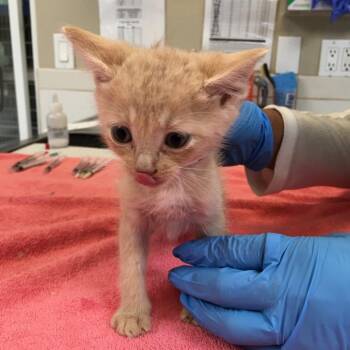Dezi -  Domestic Short Hair Cat for Adoption in Ojai, California - Dezi | PetCurious