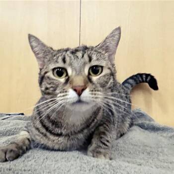 Tiggie -  Domestic Short Hair Cat for Adoption in Brentwood, Missouri - Tiggie | PetCurious
