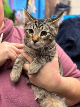 Saturday -  Domestic Short Hair Cat for Adoption in Wichita, Kansas - Saturday | PetCurious