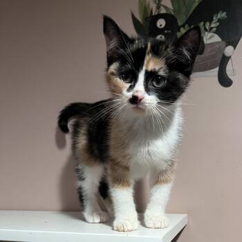 Rumi -  Domestic Short Hair Cat for Adoption in Pickering, Ontario - Rumi | PetCurious