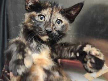 Domestic Short Hair Cats Available for Adoption in Sacramento, California - AMY | PetCurious