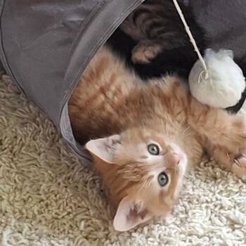 Domestic Short Hair Cats Available for Adoption in Gresham, Wisconsin - LEDGER | PetCurious