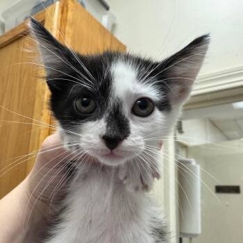 Recess (Group 4) -  Domestic Short Hair Cat for Adoption in Pekin, Illinois - Recess (Group 4) | PetCurious