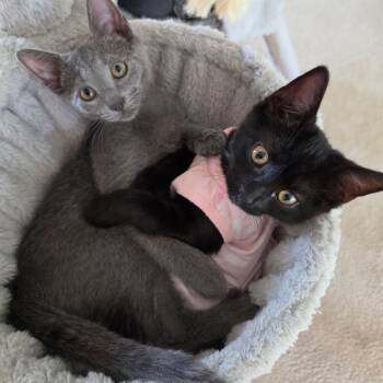 Luca Ricato -  Domestic Short Hair Cat for Adoption in Hedgesville, West Virginia - Luca Ricato | PetCurious