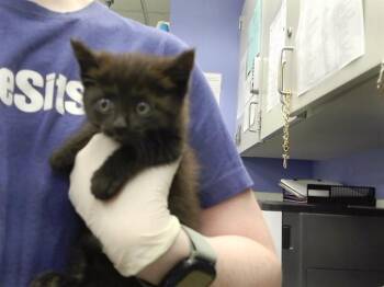 JASMINE -  Domestic Short Hair Cat for Adoption in Omaha, Nebraska - JASMINE | PetCurious