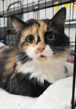 Rescue Calico Cats for Adoption in Greenville, North Carolina - Spicy | PetCurious