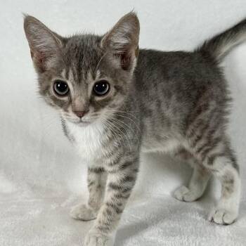Aries -  Domestic Short Hair Cat for Adoption in Johnson City, Tennessee - Aries | PetCurious