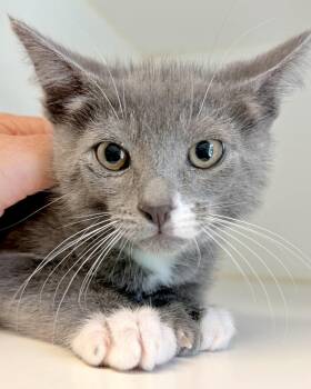 Paws -  Domestic Short Hair Cat Available for Adoption in Oakland, California - Paws | PetCurious