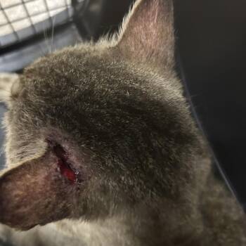 Bond -  Domestic Short Hair Cat for Adoption in League City, Texas - Bond | PetCurious