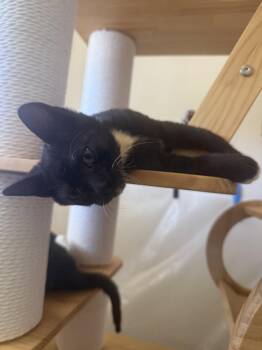 Rico (Courtesy Post) -  Domestic Short Hair Cat for Adoption in San Jose, California - Rico (Courtesy Post) | PetCurious