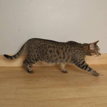 Jazzy C70408 -  Domestic Short Hair Cat for Adoption in Minnetonka, Minnesota - Jazzy C70408 | PetCurious