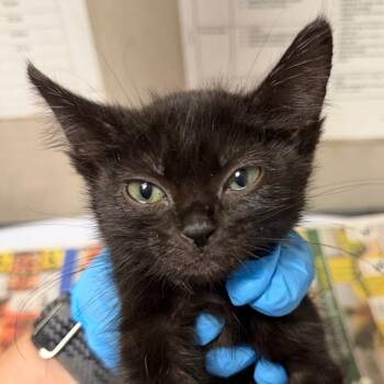 Kraven -  Domestic Short Hair Cat for Adoption in Yuma, Arizona - Kraven | PetCurious