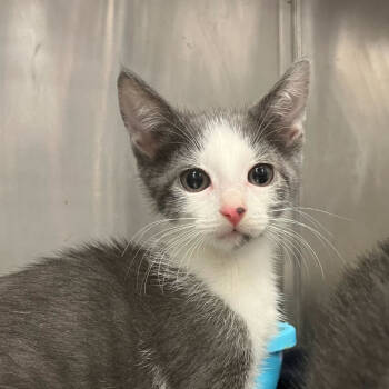 Rescue Domestic Short Hair Cats for Adoption in Los Angeles, California - Hazel | PetCurious